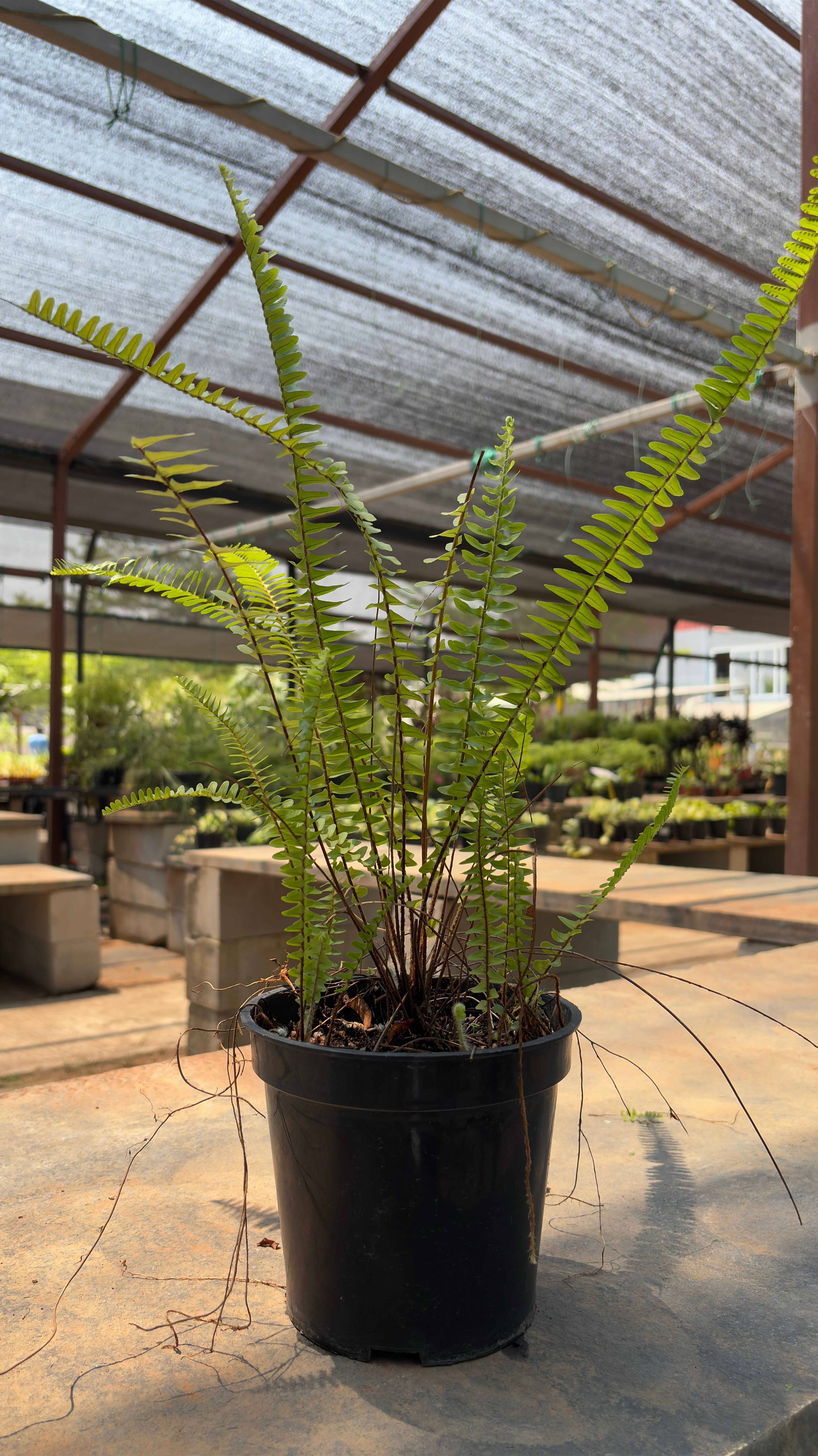 Nephrolepis cordifolia